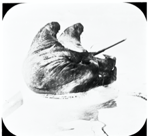 Image of Two walrus, one harpooned